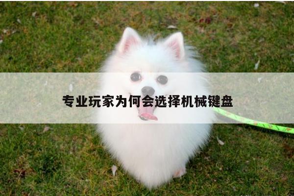 专业玩家为何会选择机械键盘-凯发k8官网入口